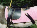 donkey saddle for sale